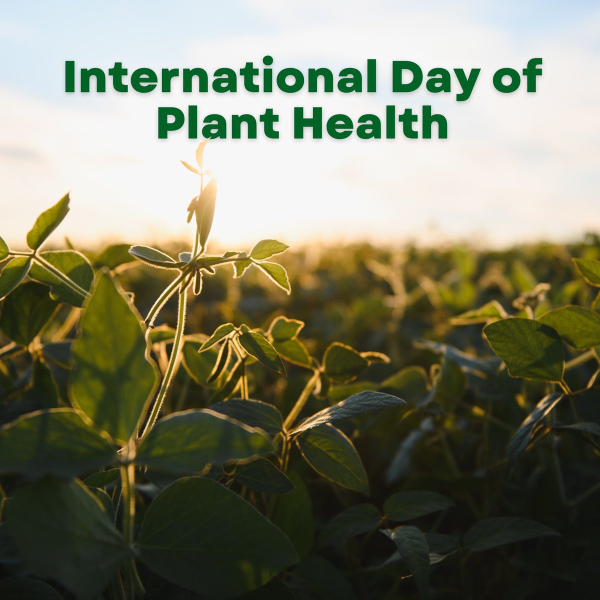 arkansassoybean's tweet photo. Healthy crops depend on strong research.

On International Day of Plant Health, we’re highlighting how soybean research helps protect crops from pests, disease and environmental challenges, supporting better decisions in the field.

Learn more 🔗 https://t.co/OxFAlsjrDV

#InternationalDayofPlantHealth #ArkansasSoybeans #AgResearch