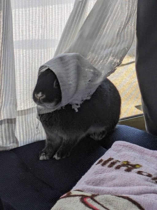 thepopularanimals tweet media