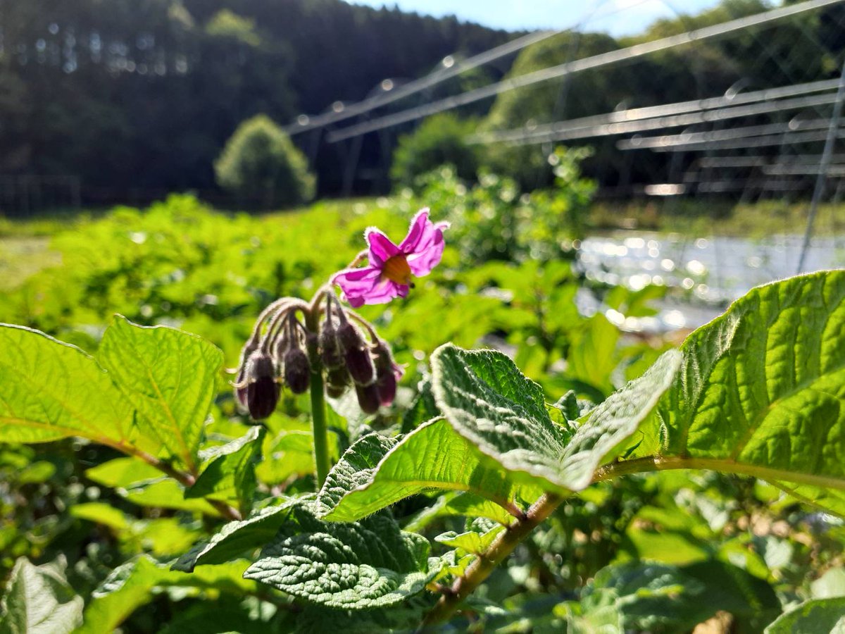 ジャガイモの花、咲きました🌸

植えてからちょうど50日くらいかな
この写真のジャガイモの品種は、レッドムーン

雨が少なければ、あと50日くらいは植えときたいけど、どうなることやら今年の梅雨は

豊作でありますように🙏