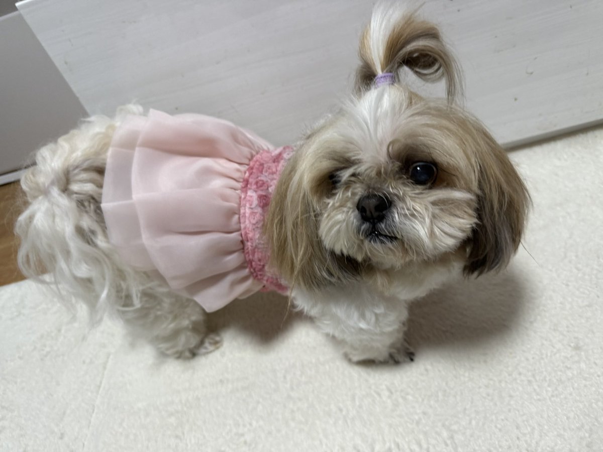chelko_413's tweet photo. 今日は愛犬の日らしい、、🐶💓💓
#シーズー
#ペキニーズ
#愛犬の日 https://t.co/0Eiy5qweGF