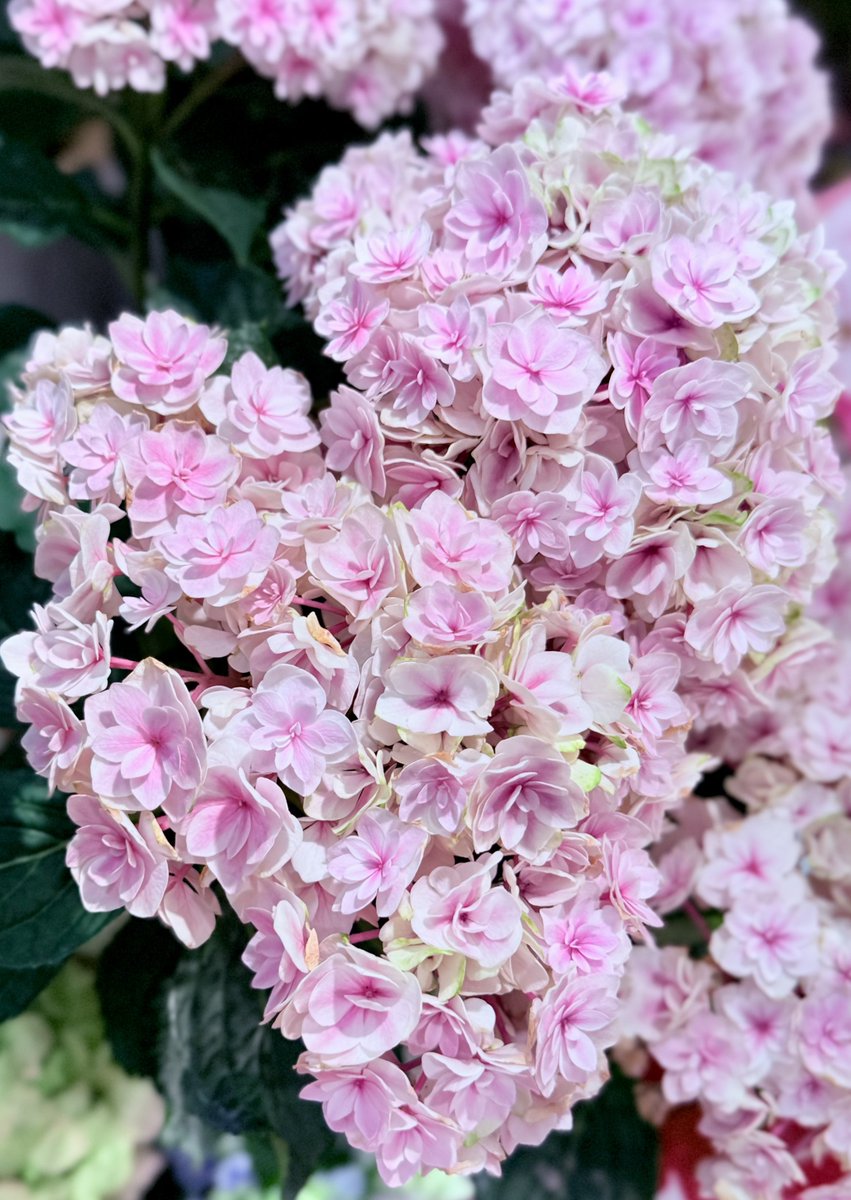 SHO(セクシーいけだ) tweet media