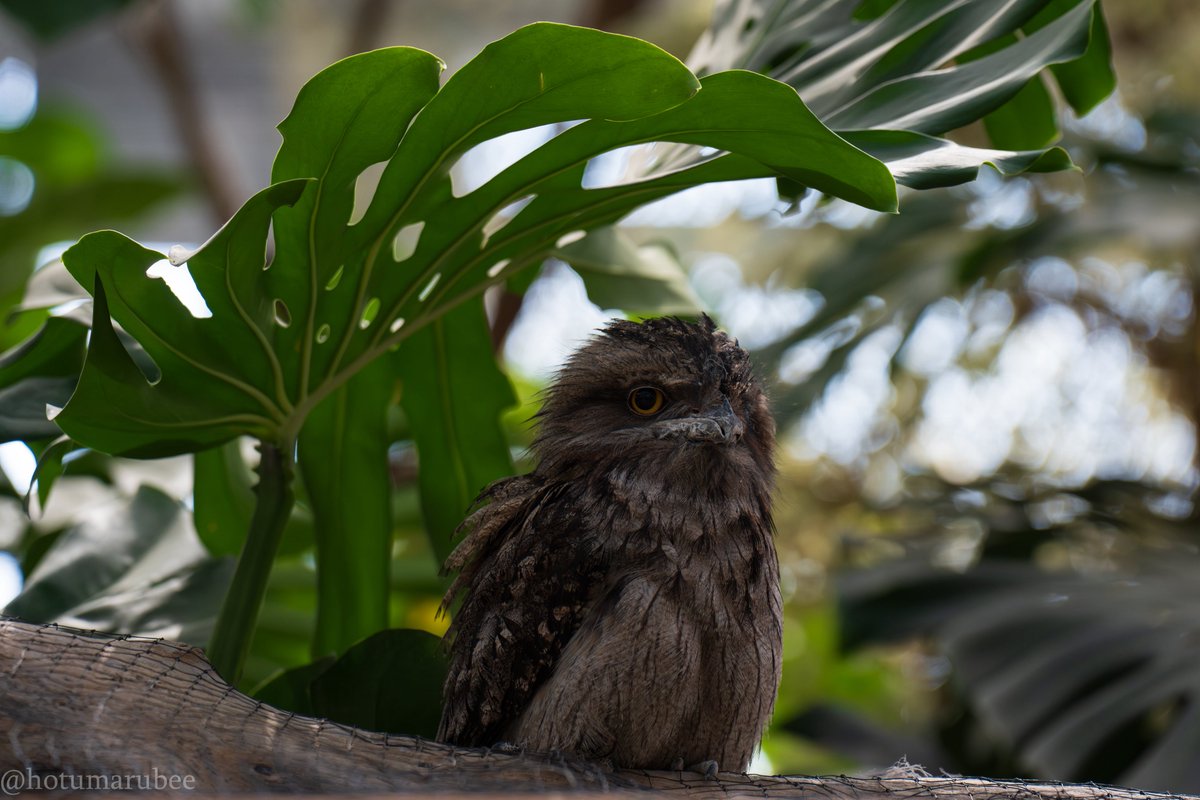 🦉ほっつん🐆 tweet media