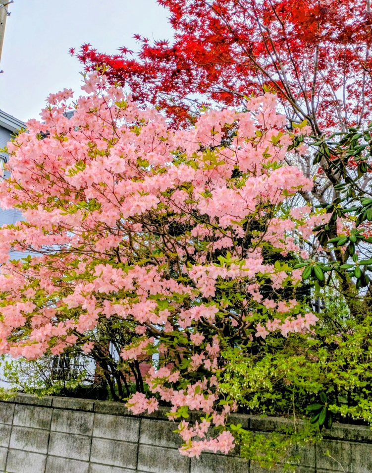 kkynn77's tweet photo. 散歩の途中

今日は薄雲りで過ごしやすい一日となりそうです

散歩の途中で　
ツツジが　見事に咲いているお庭が有りました
とても綺麗です
もう何年も経っているのでしようね　木が高いです　美しさにみとれました

散歩頑張ろう
又　綺麗な花さんに
会えるかも https://t.co/hBO4tfVueO