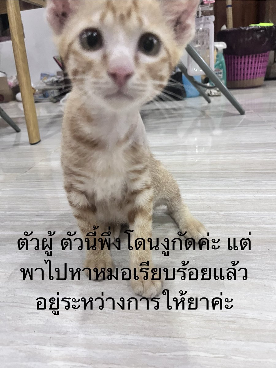 JohnJud | CUVET Animal Welfare Club tweet media