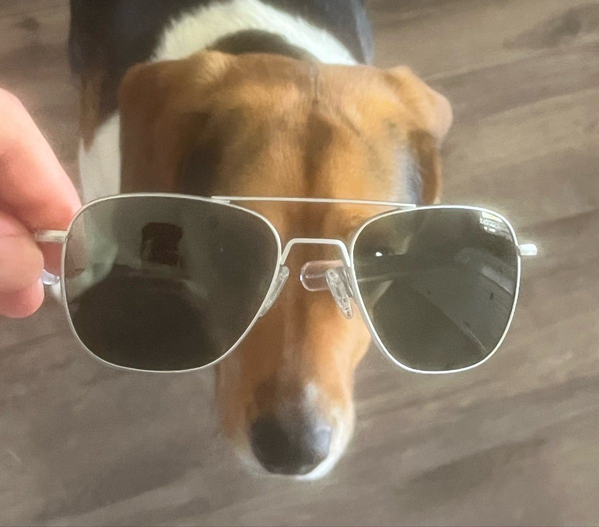 thewoluff's tweet photo. forgot to post this.
I have acquired these aviators. https://t.co/nczp0q8x9t