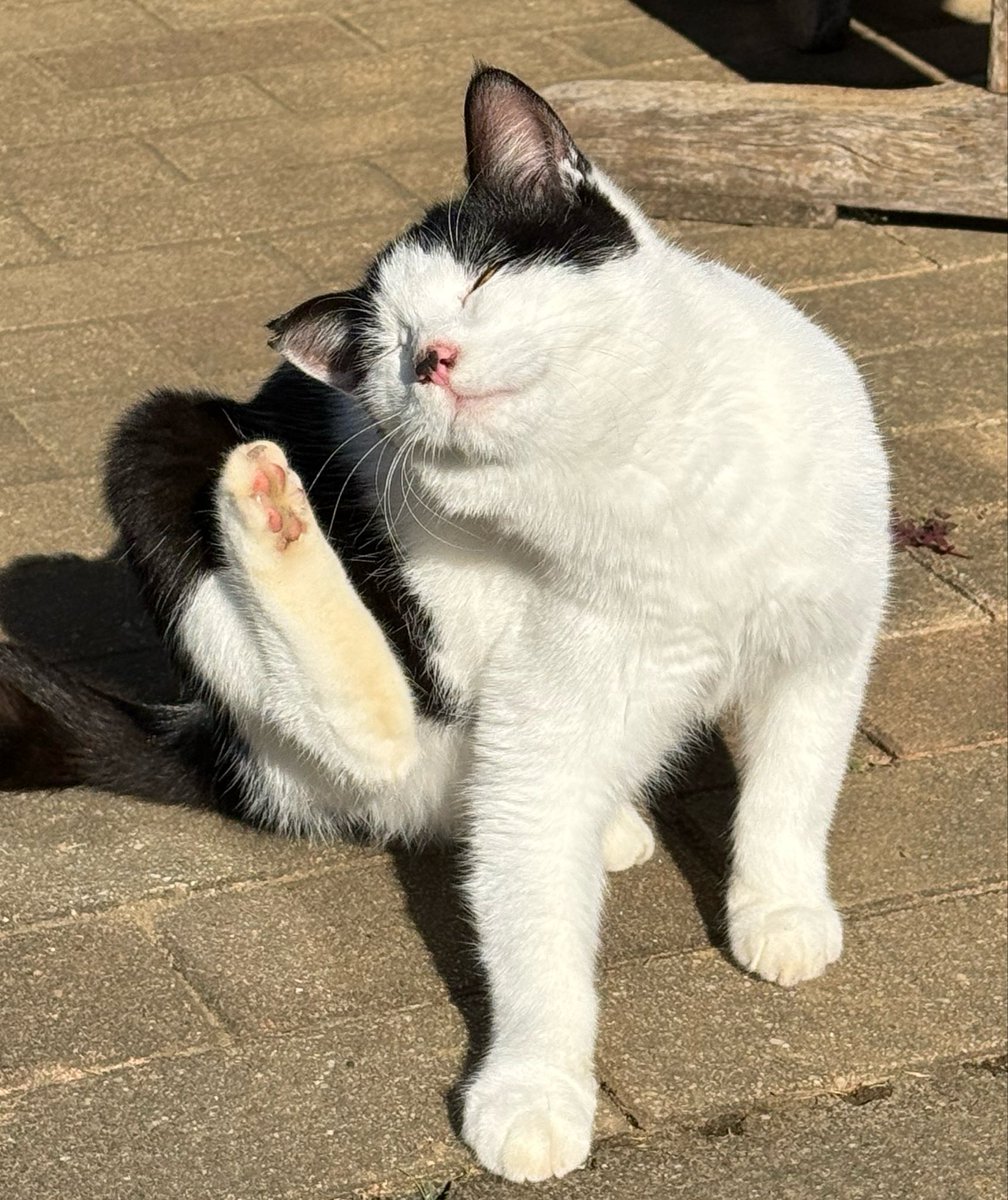 ms5bam2dBdcbd3a's tweet photo. #猫好き
#野良猫
#気まぐれ投稿 
去年の夏頃から、来るようになった野良猫ちゃん（去勢済み）
3枚目は新入り猫ちゃんと前から来てくれている猫ちゃん（去勢済み）

3枚目に写っている右の子は、最近何故か来なくなった…面倒見のいいオス猫ちゃん https://t.co/Q3HsY6tLJS