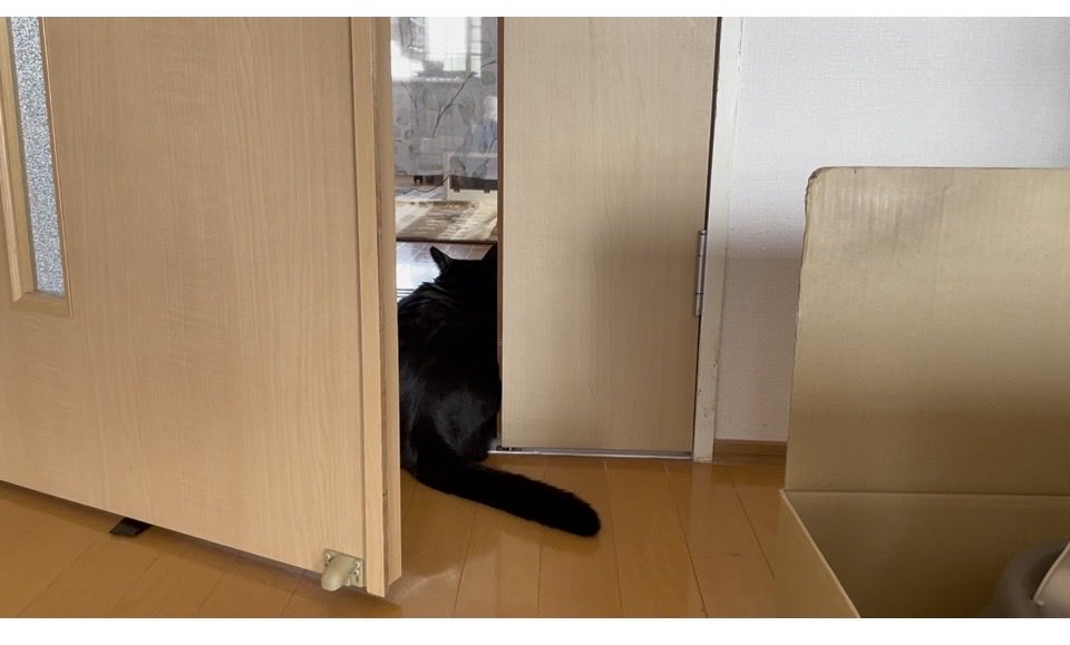 fuji@カメとねこ tweet media