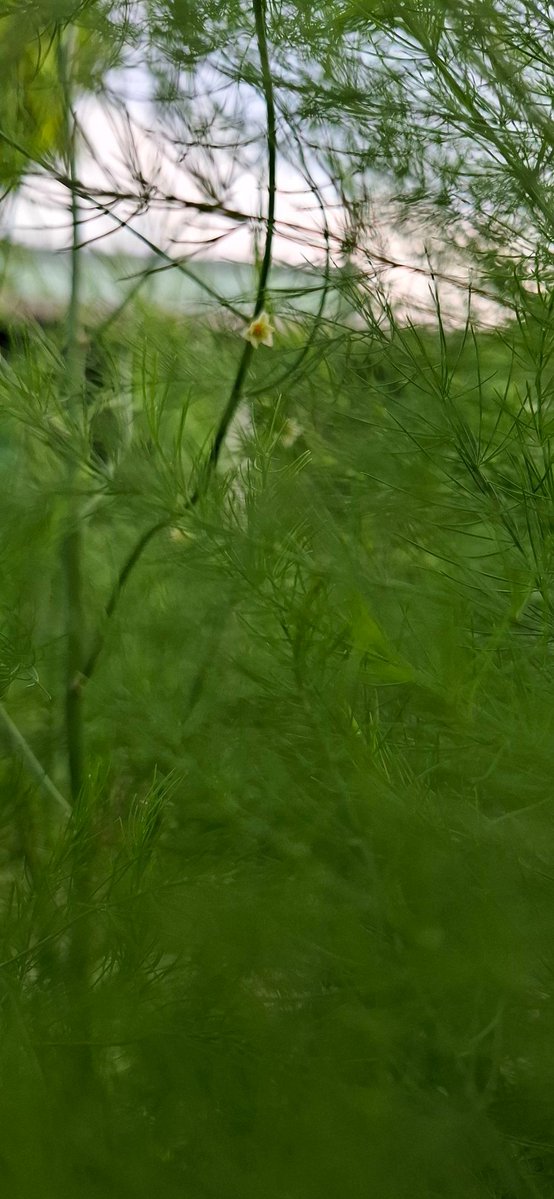 Akira Army tweet media