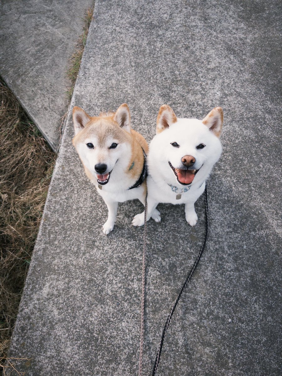 8627_e's tweet photo. #愛犬の日 https://t.co/iaWqgBjbRG
