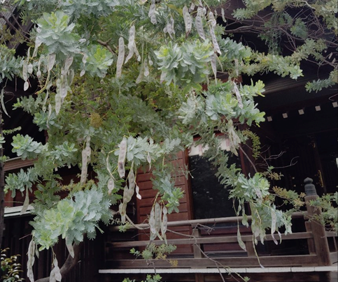 mawarunn's tweet photo. るん♪るん♪
 
みやむからの投稿だよ！
蔵前神社でミモザのマメ（種）がいっぱいありました。５月中旬になるともっと大きくなるよ！黄色の花が終わったあとも楽しめるかな。
 
#台東区自然観察員#ミモザの豆#蔵前神社 https://t.co/llV6nt6s4v