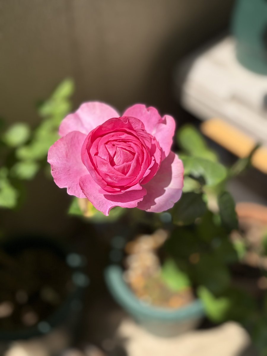 drive_drama's tweet photo. めっちゃ薔薇の香りがする！ https://t.co/EkTFVE3zzJ