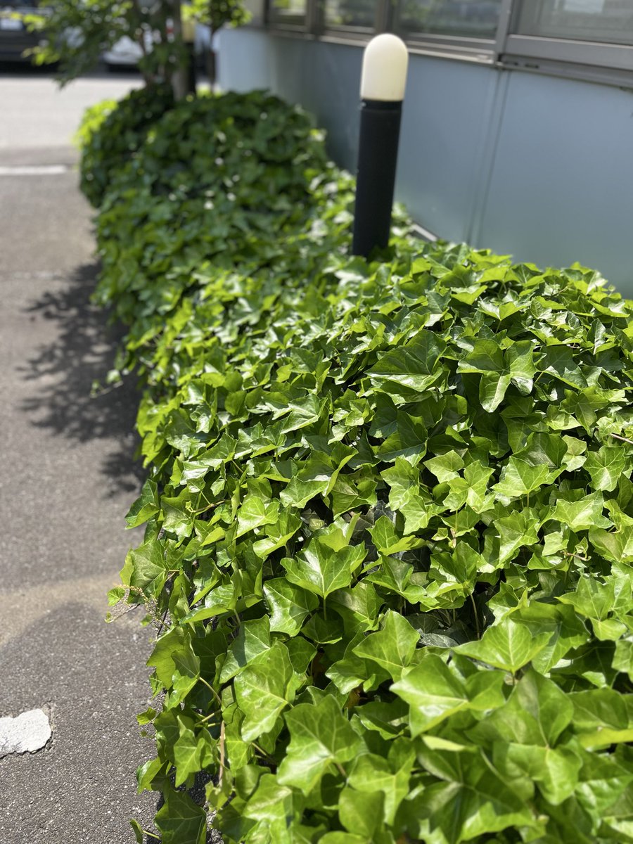 pyappyachan's tweet photo. おはようございます。
富山市は晴れです。
気温も上がり暑いです。
#トヤマ商事
#がんばろう能登
#企業公式相互フォロー
#企業公式が毎朝地元の天気を言い合う
#DGP https://t.co/oH0JJg59WQ
