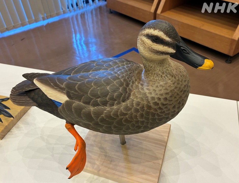 触れる鳥❓／ リポーターの岡崎太希です 千葉県我孫子市からお伝えしま