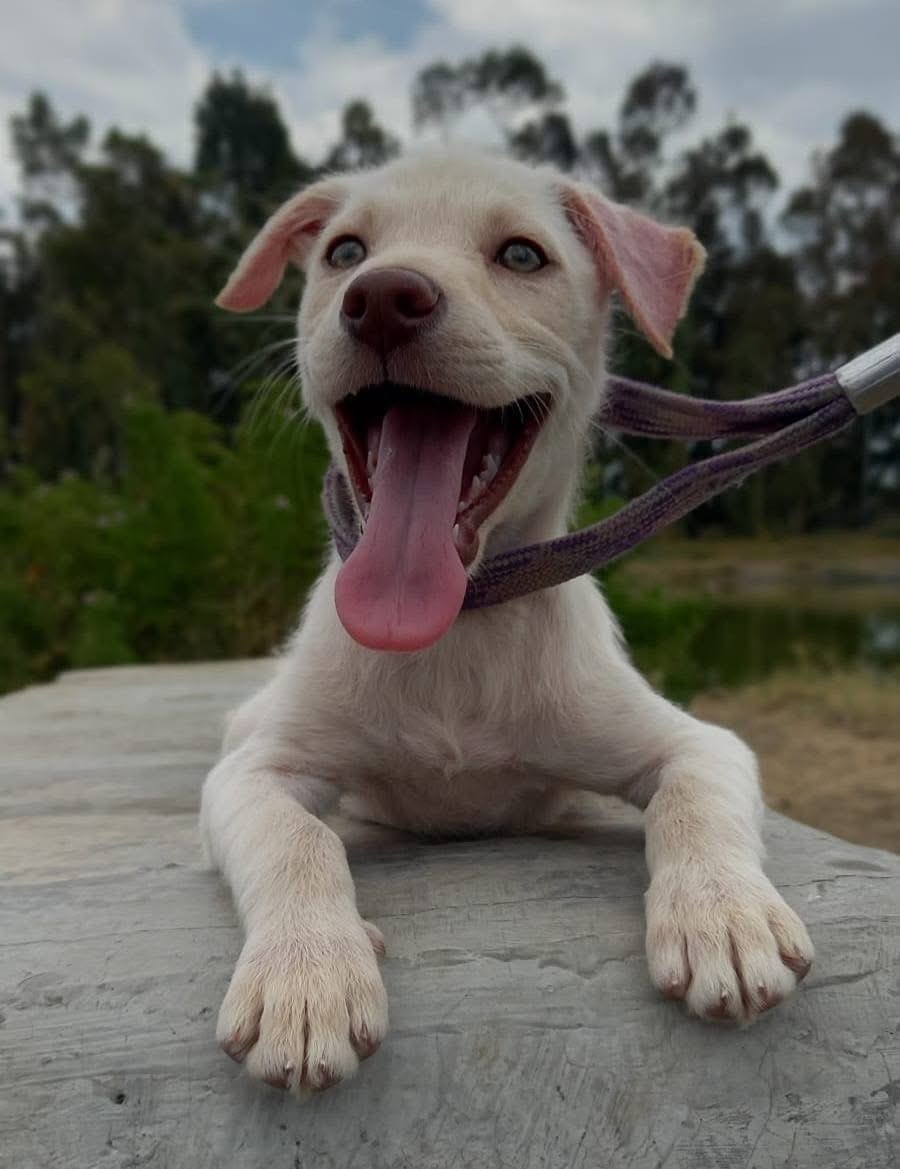 Rescate Animal tweet media