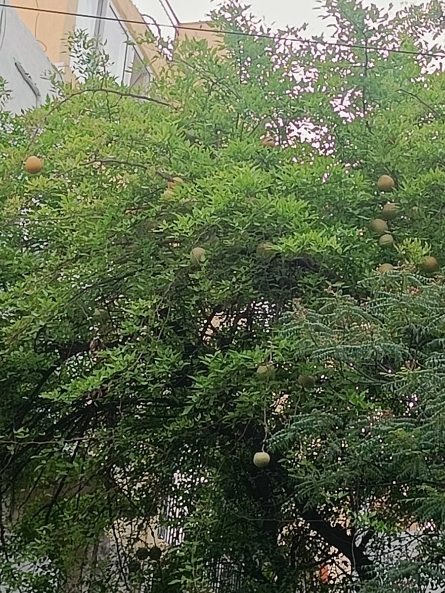 tikulli's tweet photo. While i clicked this fruit laden bael tree the barbet came checking on me. VK is flooded with such fruit trees like jamun, shehtoot, bael, mango, banana etc. I hope the old trees live long. If you're in Delhi then do post the old trees of your area. #DelhiTrees #TreesofDelhi https://t.co/lwVTtLz3hv