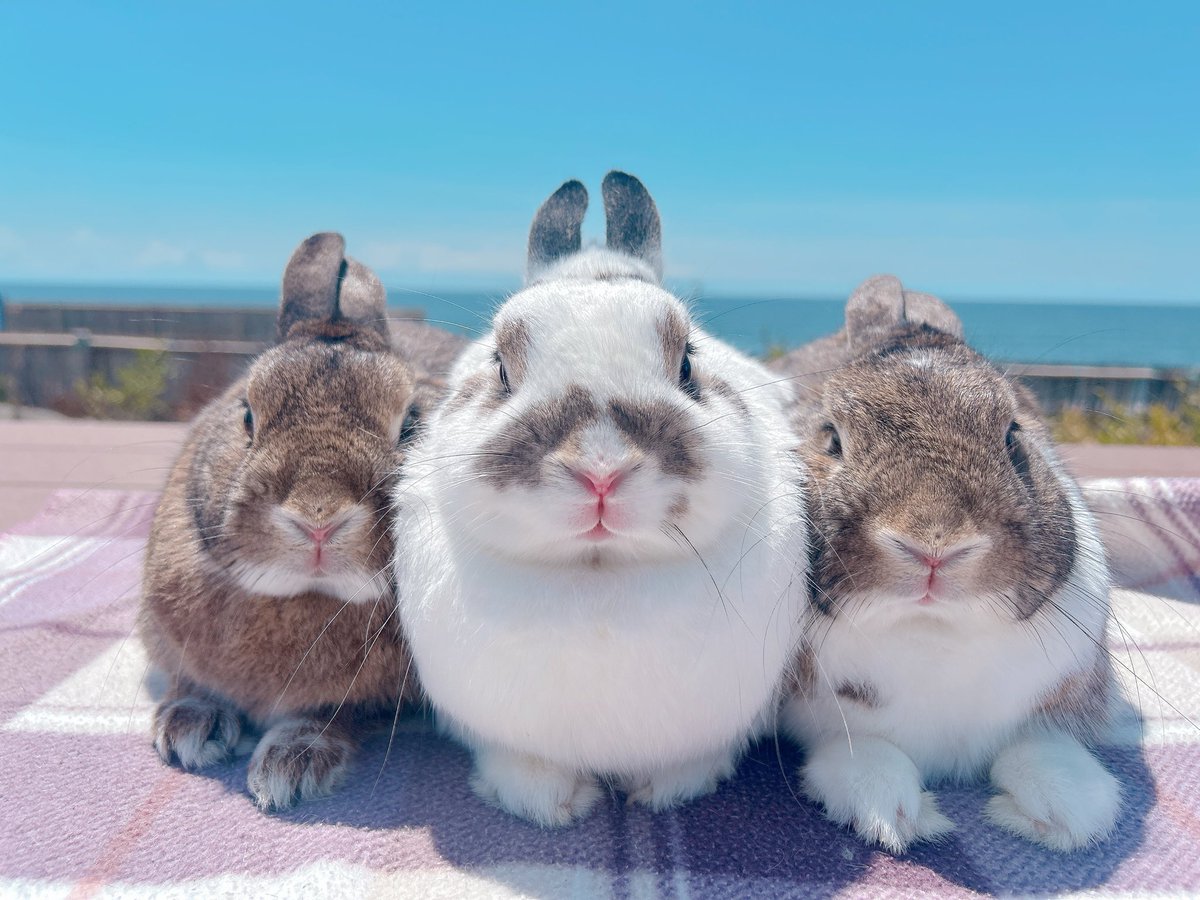 this is the GANG