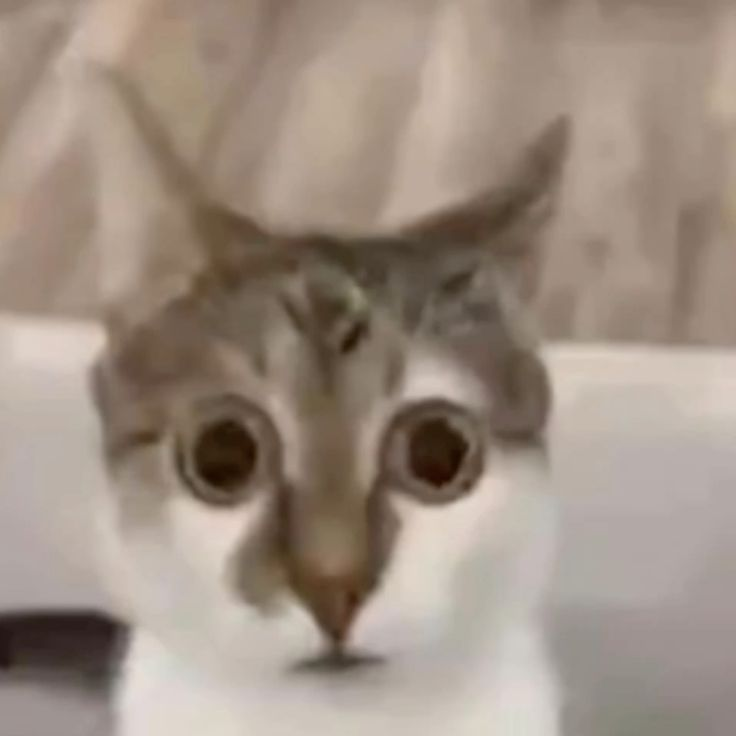 splashpip's tweet photo. saw someone ask someone else on tiktok how they know where clothing folds go.. and i was about to type them an explanation until i realized that i also have no idea. how the hell do i know where they go? why do i just do it? https://t.co/vfjDWPw2Js