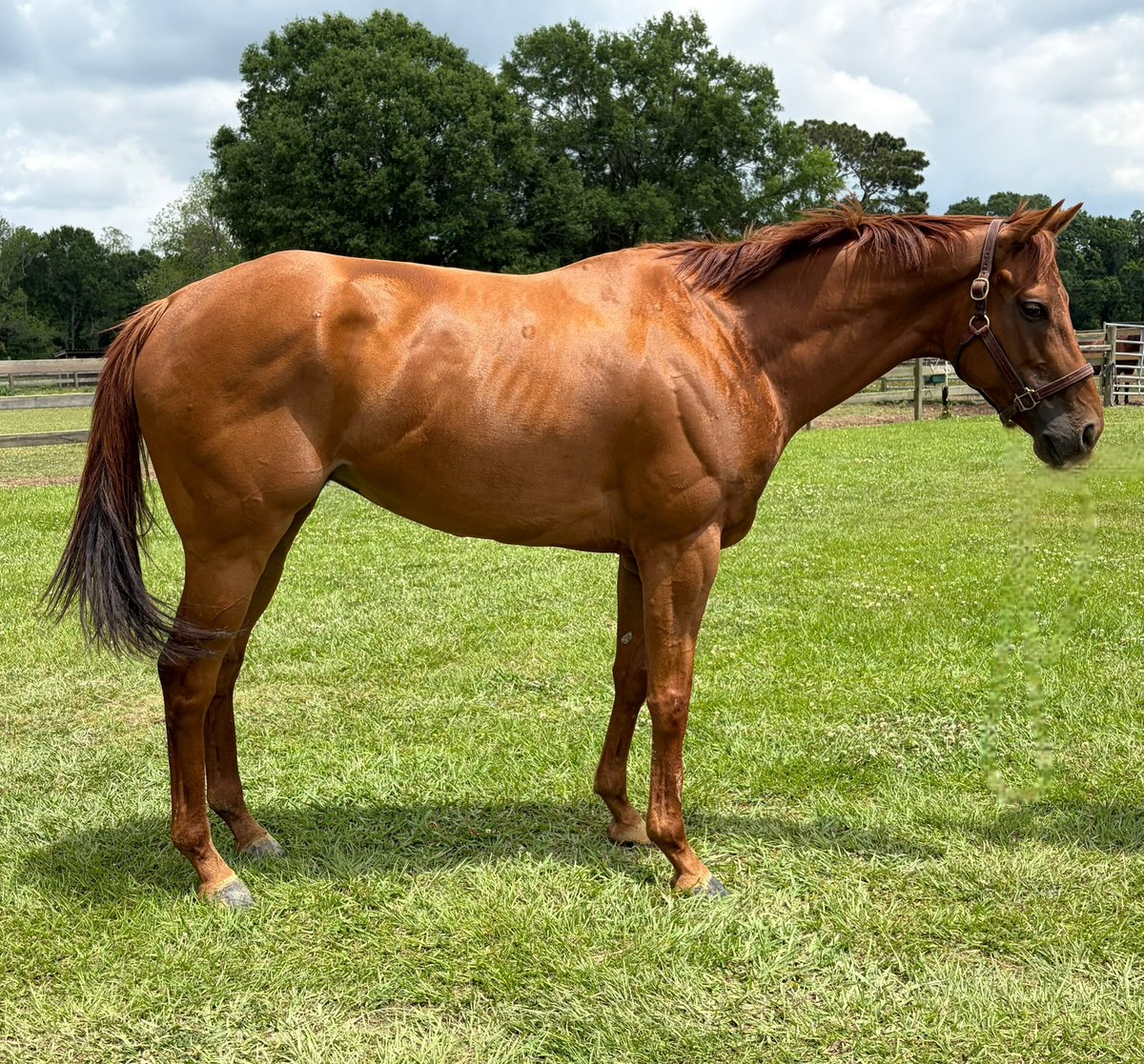 JadeFavreSportHorses tweet media