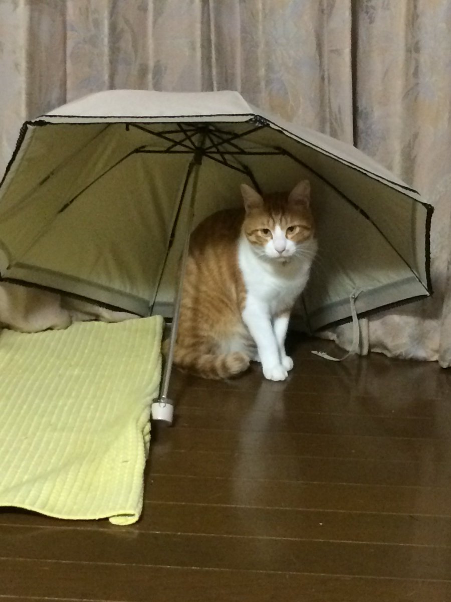 本日お休みです】 明日からまたよろしくお願いします！