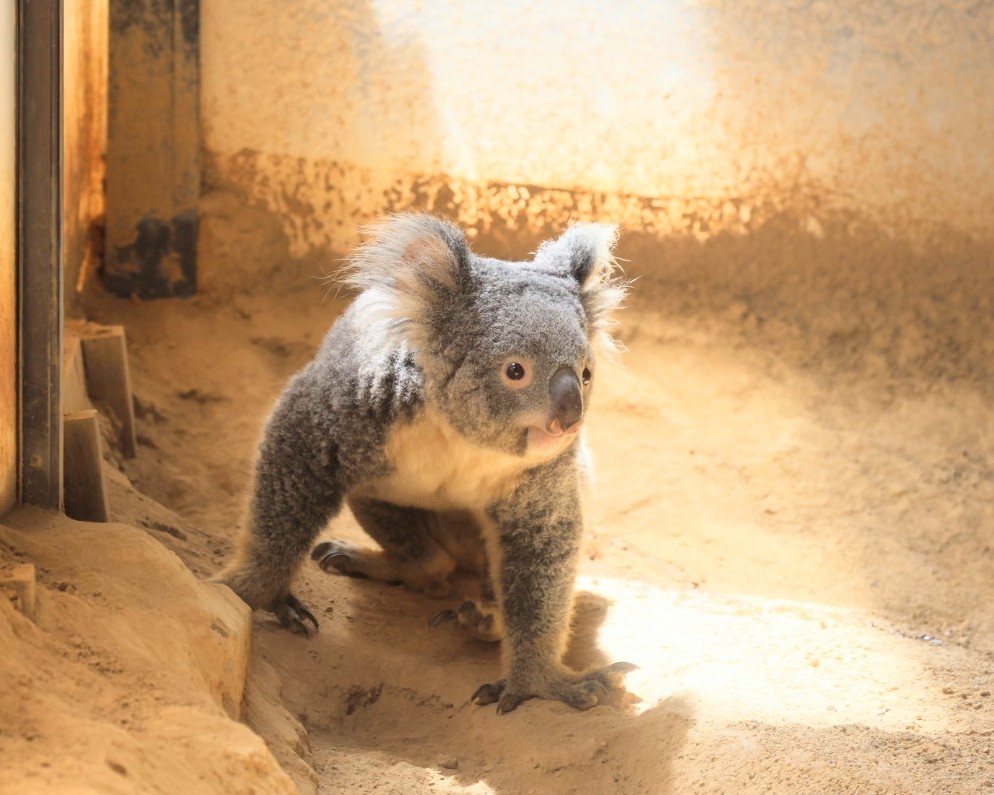 地面に降りた おもちちゃん🐨🐾 ＃東山動植物園 ＃コアラ