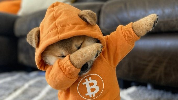Unfungible 🧡 $DOG tweet media