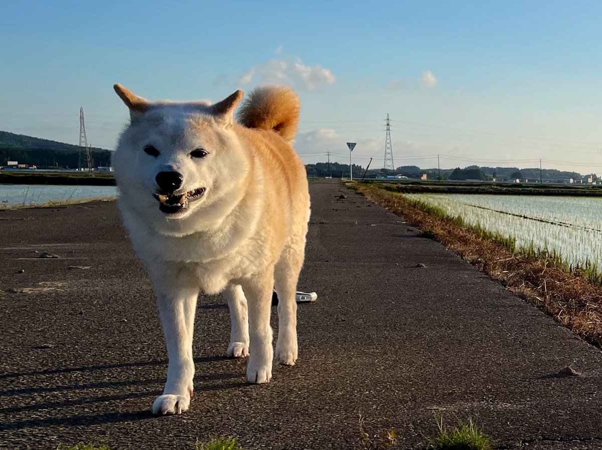 マルオ tweet media