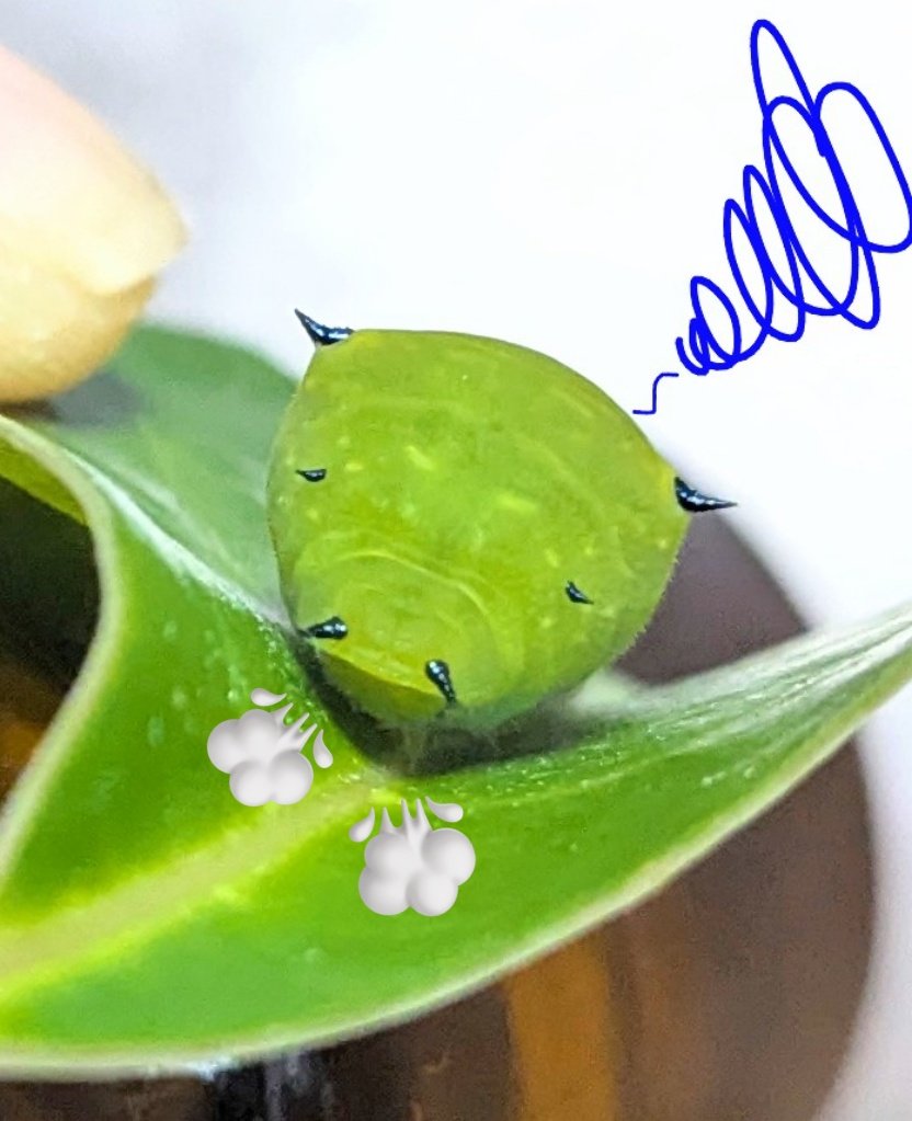 なみクロ🦋いもいも🐛 tweet media