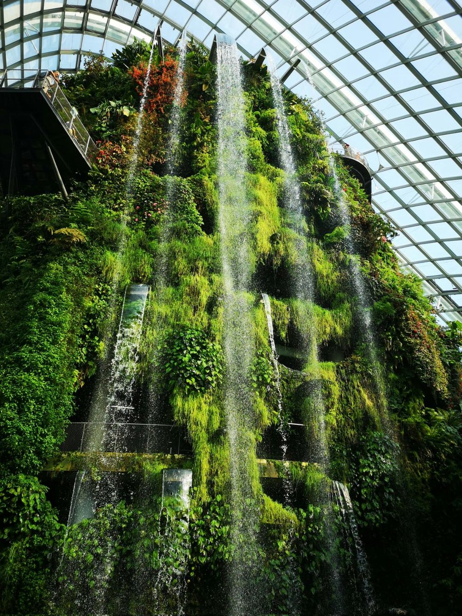 NatureVista_4K's tweet photo. A forest in the clouds ✨
Walking through misty walkways and standing before a towering indoor waterfall inside the Cloud Forest — Gardens by the Bay, Singapore 💚

📍Cloud Forest, Gardens by the Bay, Singapore 🇸🇬
#CloudForest #GardensByTheBay #Singapore https://t.co/82Y672FDi7