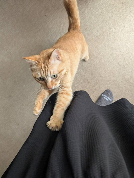 miriko0708's tweet photo. この茶トラ猫ちゃん、しがみついて甘えてくる姿が可愛くてたまらないですね。 https://t.co/7PGXTWPkWg