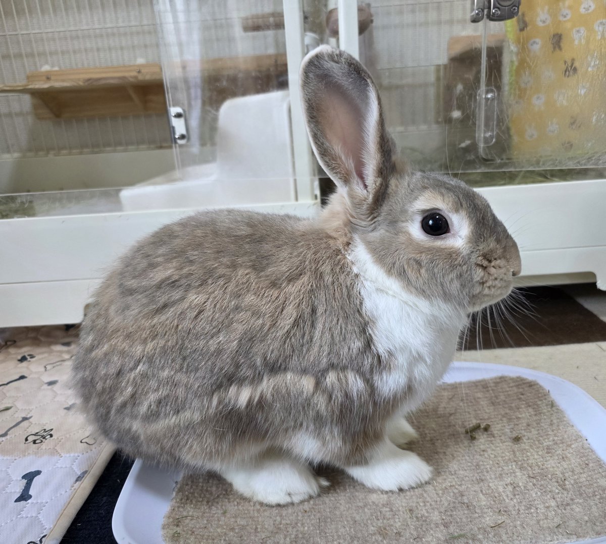 おはようございます🌞🐰🐰🐰🐰 #うさぎ