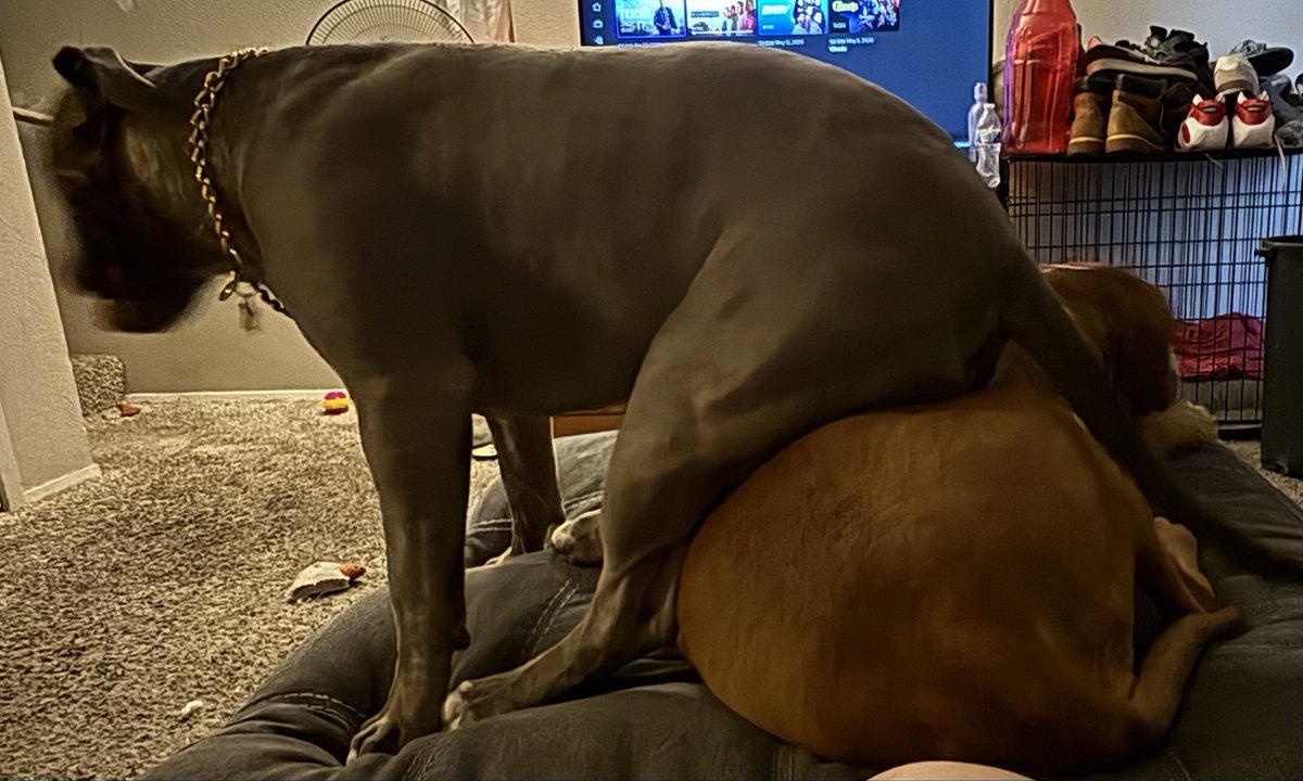 Reylin the Pittie (Rey) 💜🦴「IRIAM US」 tweet media