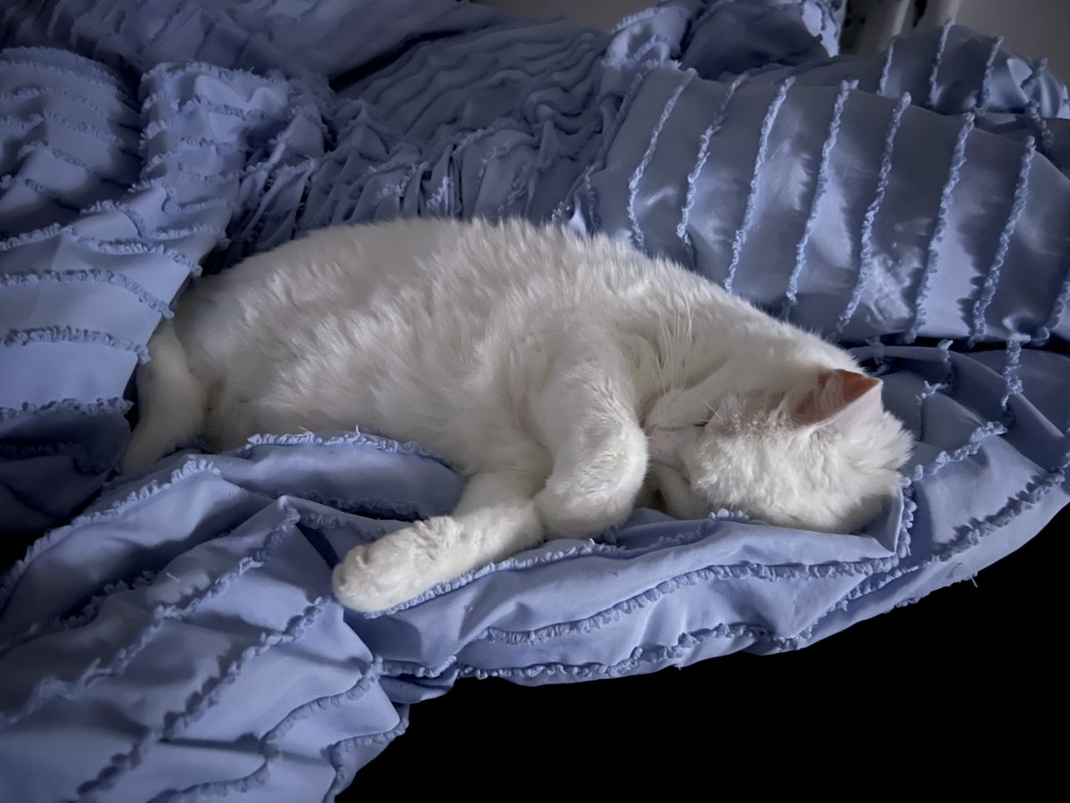sxuIs's tweet photo. RIP Oliver. 17 Years. I love you so much buddy💔 https://t.co/UlfUnxUN3N