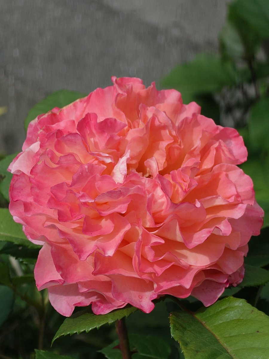 薔薇 アウグスタ・ルイーゼ ＃花