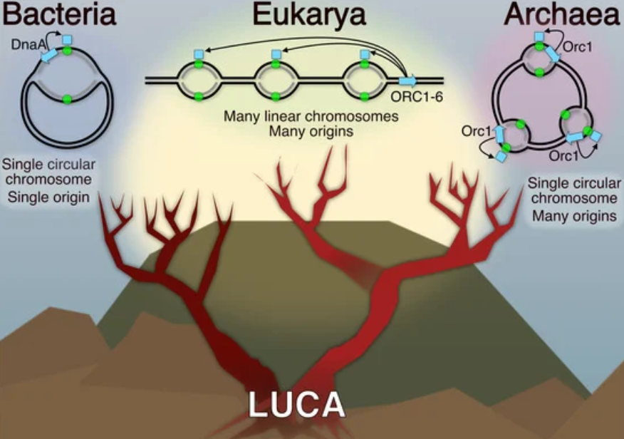 DNA_MDPI's tweet photo. 🧐Welcome to read the review paper "#DNA #Replication in Time and Space: The #Archaeal Dimension" by Anastasia Serdyuk and Thorsten Allers. 

🤠Full text: https://t.co/Yr3xS2WJn5

@MDPIOpenAccess @MDPIBiologySubj https://t.co/Gpk1wIHxE9