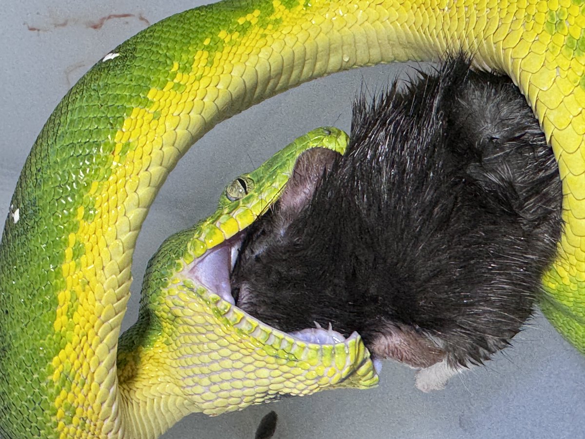 ⚖️ 𝔞𝔫𝔲𝔟𝔦𝔰 ⚖️ 🐍九州パプアン會🐍 tweet media
