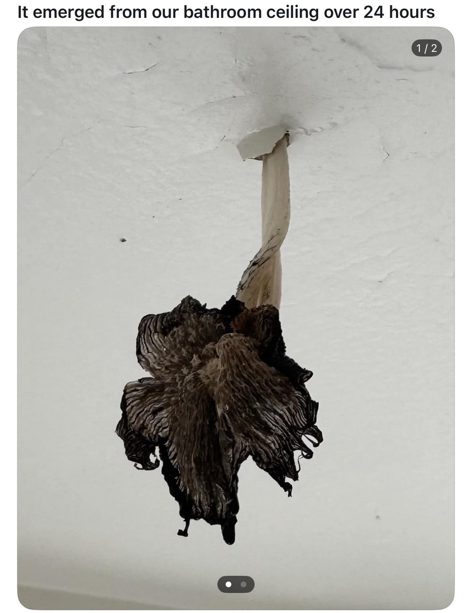 seamholder's tweet photo. these people have the rot prince growing in their bathroom 😭 https://t.co/LUHUbIJ9jv