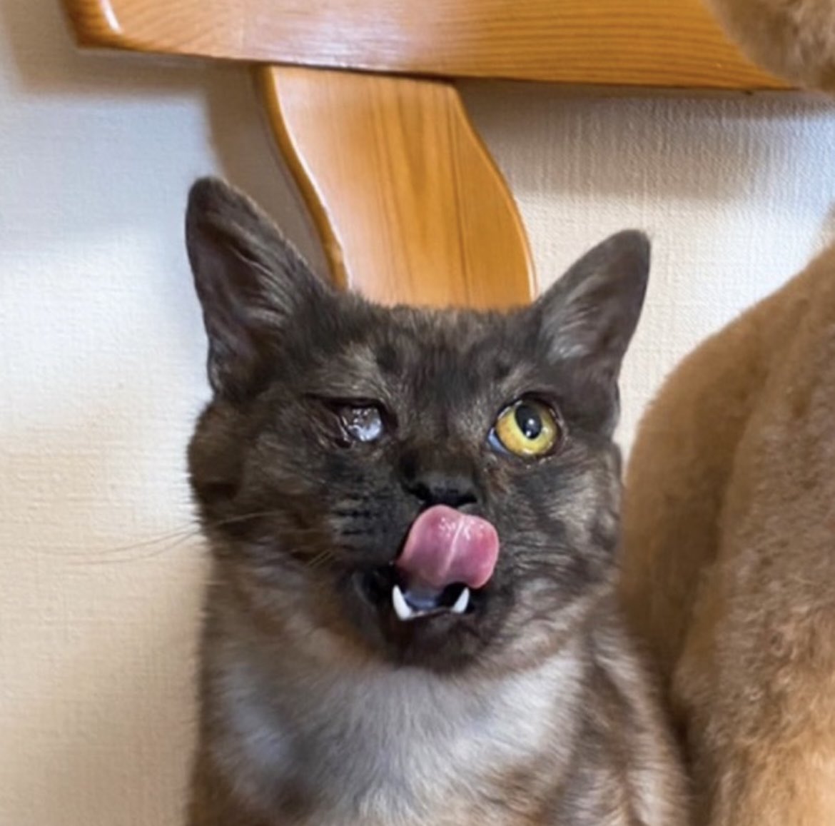 _まっぽん🐈‍⬛☕️ tweet media