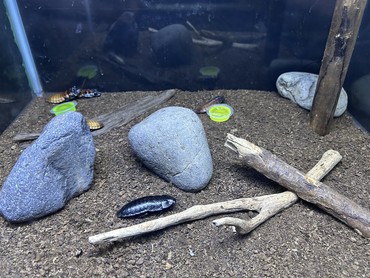 echiaqua's tweet photo. ⚠️虫が苦手な方は閲覧注意です⚠️

マダガスカルゴキブリの展示が賑やかになりました

びっくりするとシュッという音を出します

私たちが想像するゴキブリとは違い、森の落ち葉の下などに生息し、果物などをたべるんですよ

#越前松島水族館 https://t.co/qa69OuZxKA