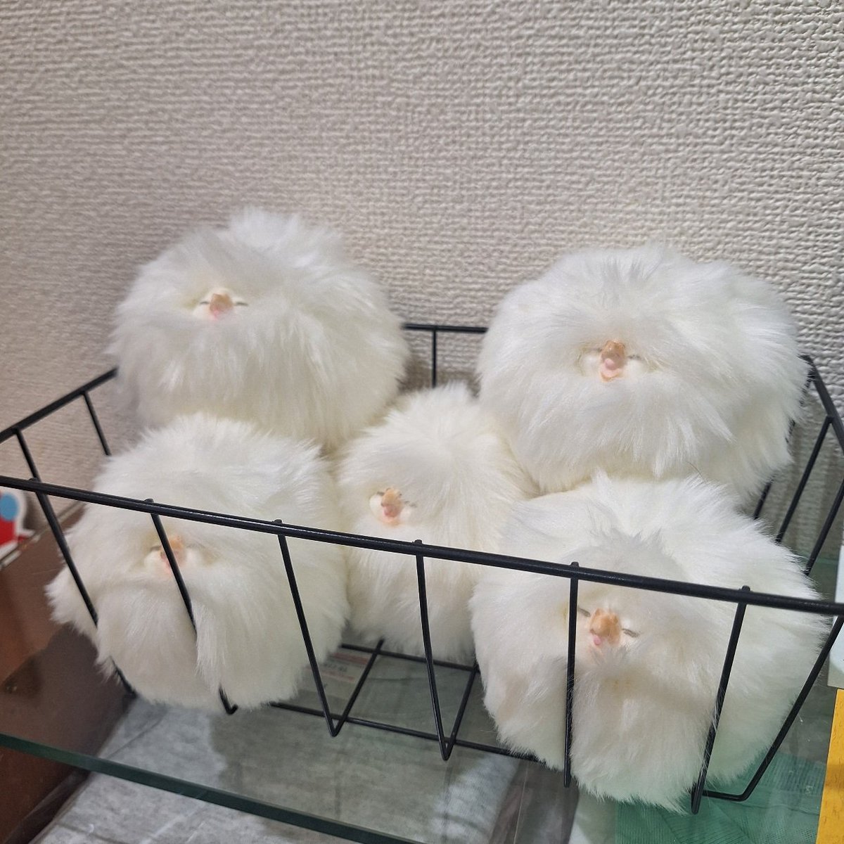 genyou_Co's tweet photo. 【今日から】5/13〜24、『トリ・とり・鳥展』たまごの工房(高円寺)@tamagonokobo出展です。
6月の『#ルーメの青い欠片』のフライヤー置いて頂いてます。 https://t.co/qwzUKFV1Vq