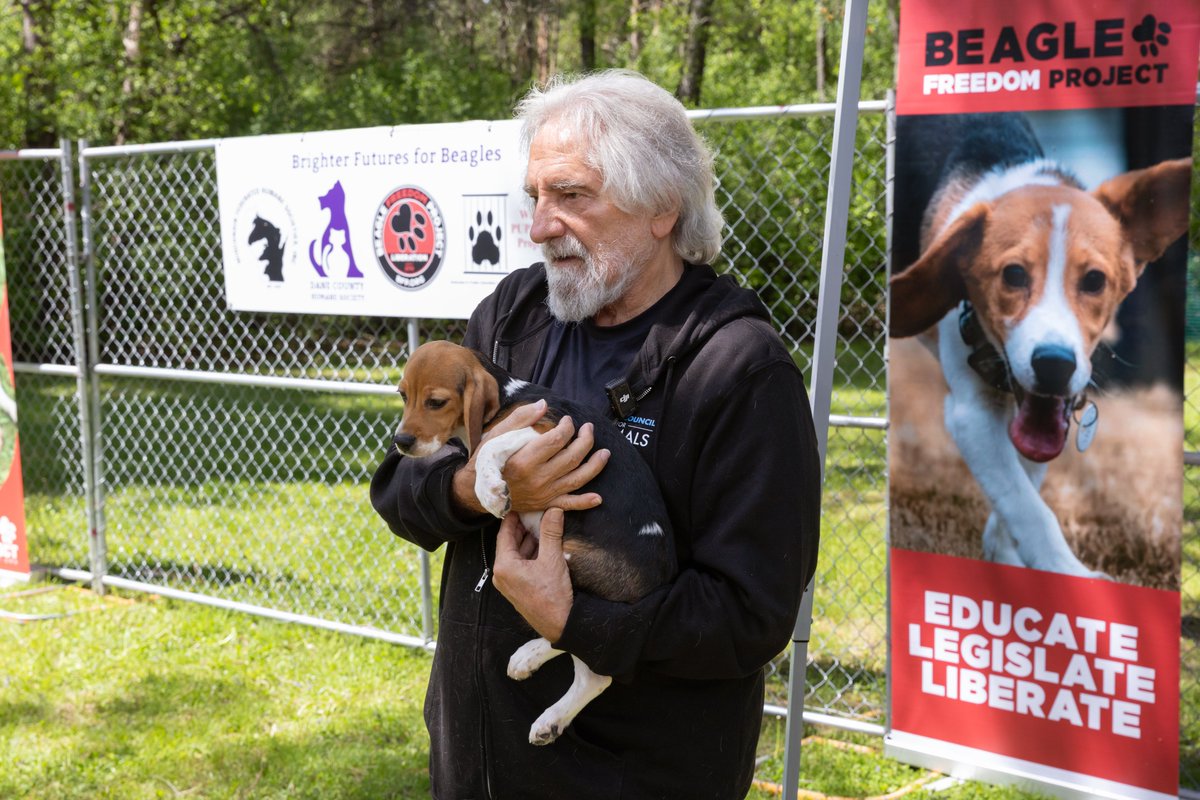 Beagle Freedom Project tweet media