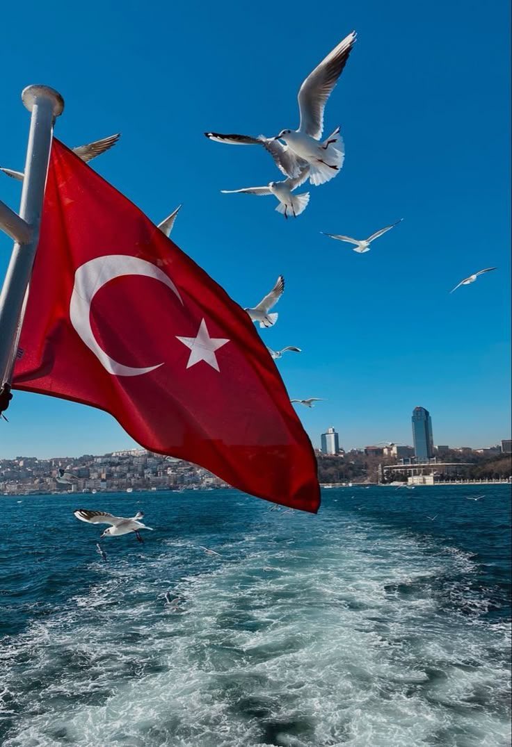 Sehra Tomris Metin tweet media