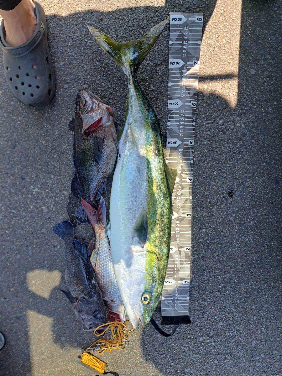 s47396112's tweet photo. 西に流されてたら青物に囲まれてたなー、釣った時は90あったけどな🤔w
マダイは美味しいサイズしか釣れないから、一匹だけ海峡マダイいただきます🎵 https://t.co/Bfn4k3mhdi