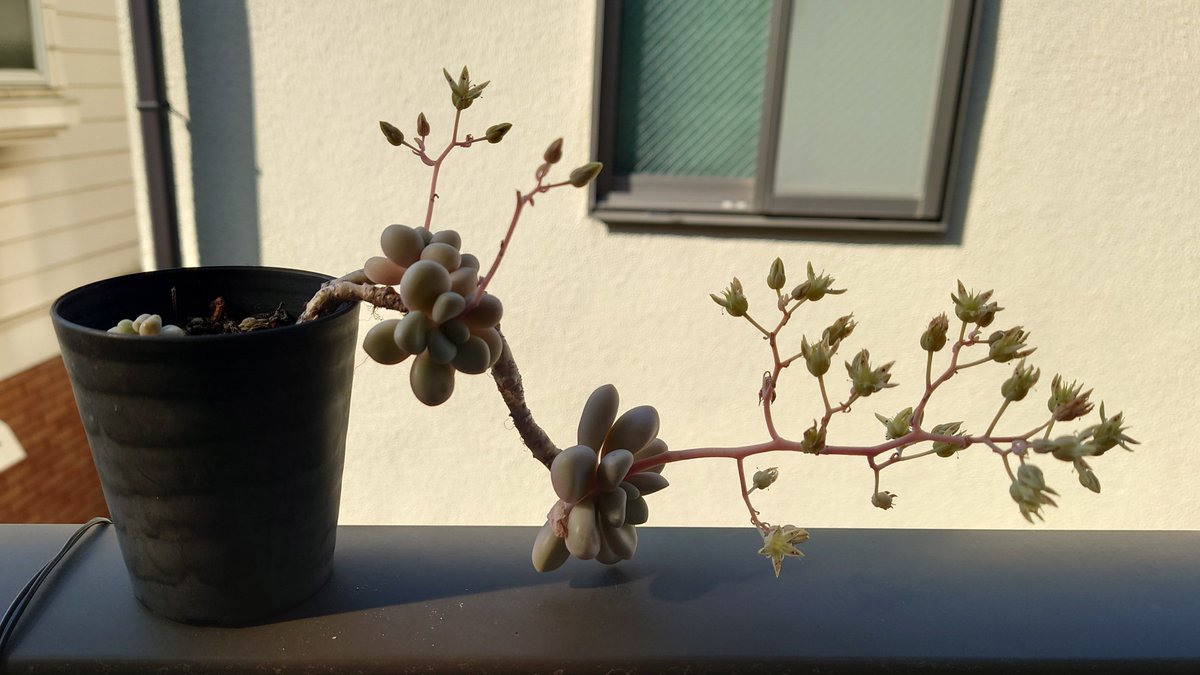 こんにちは☀ 久しぶりの今日の多肉植物 グラプトペタルム属 #だるま