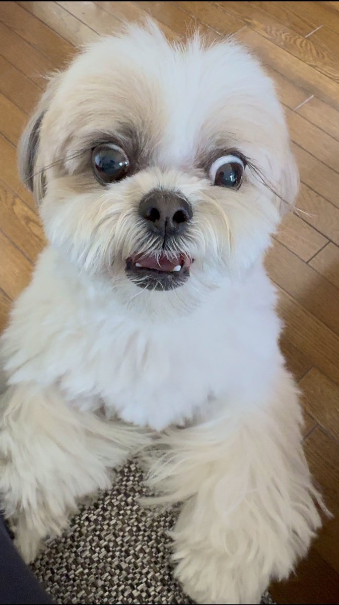 愛犬の日とシーズー。