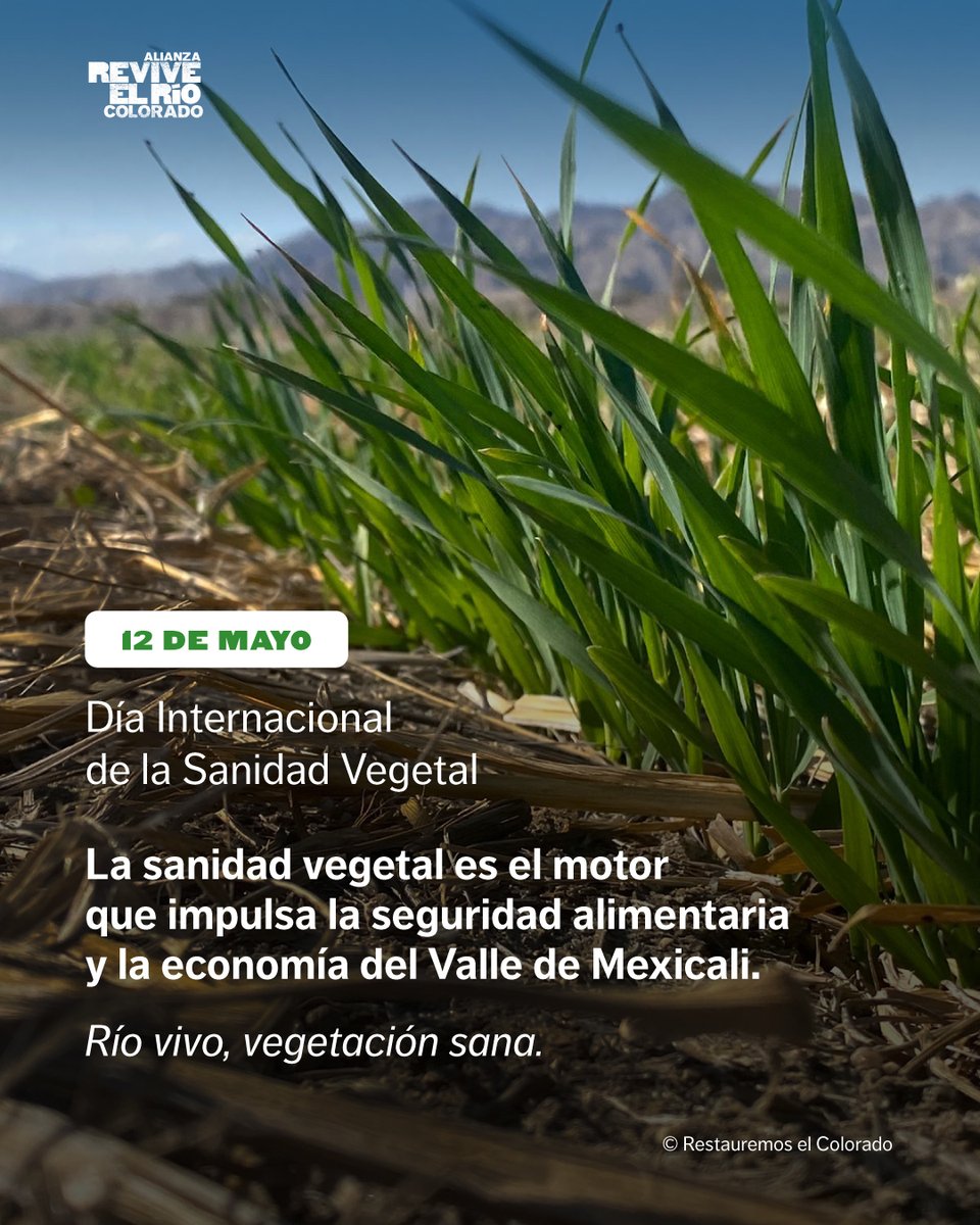 ReviveelRio tweet media