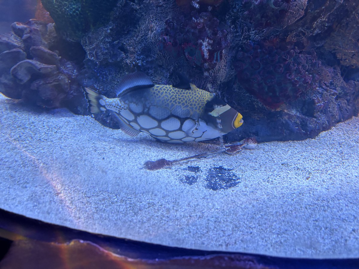 Sambsegss's tweet photo. Coop fish https://t.co/AZAilOXwbV