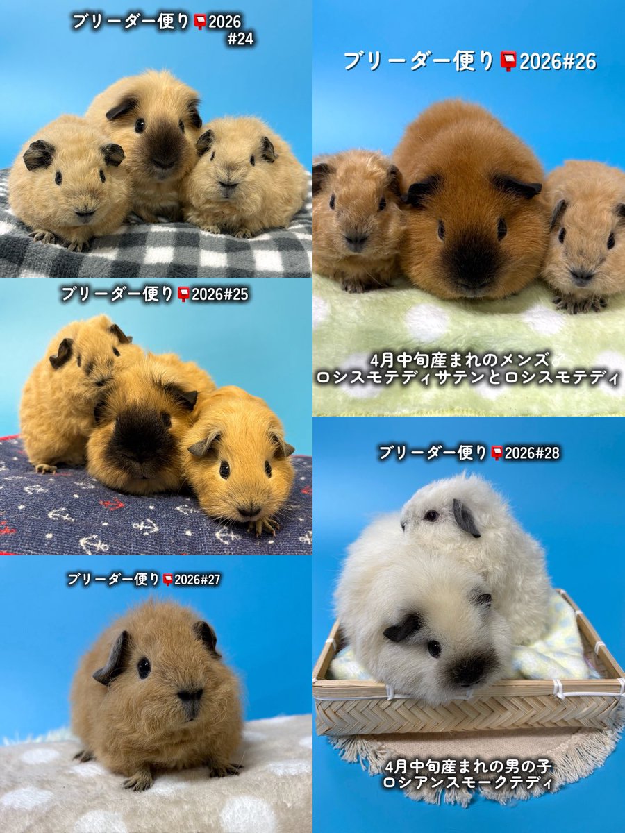 Pets&Humans_Support tweet media
