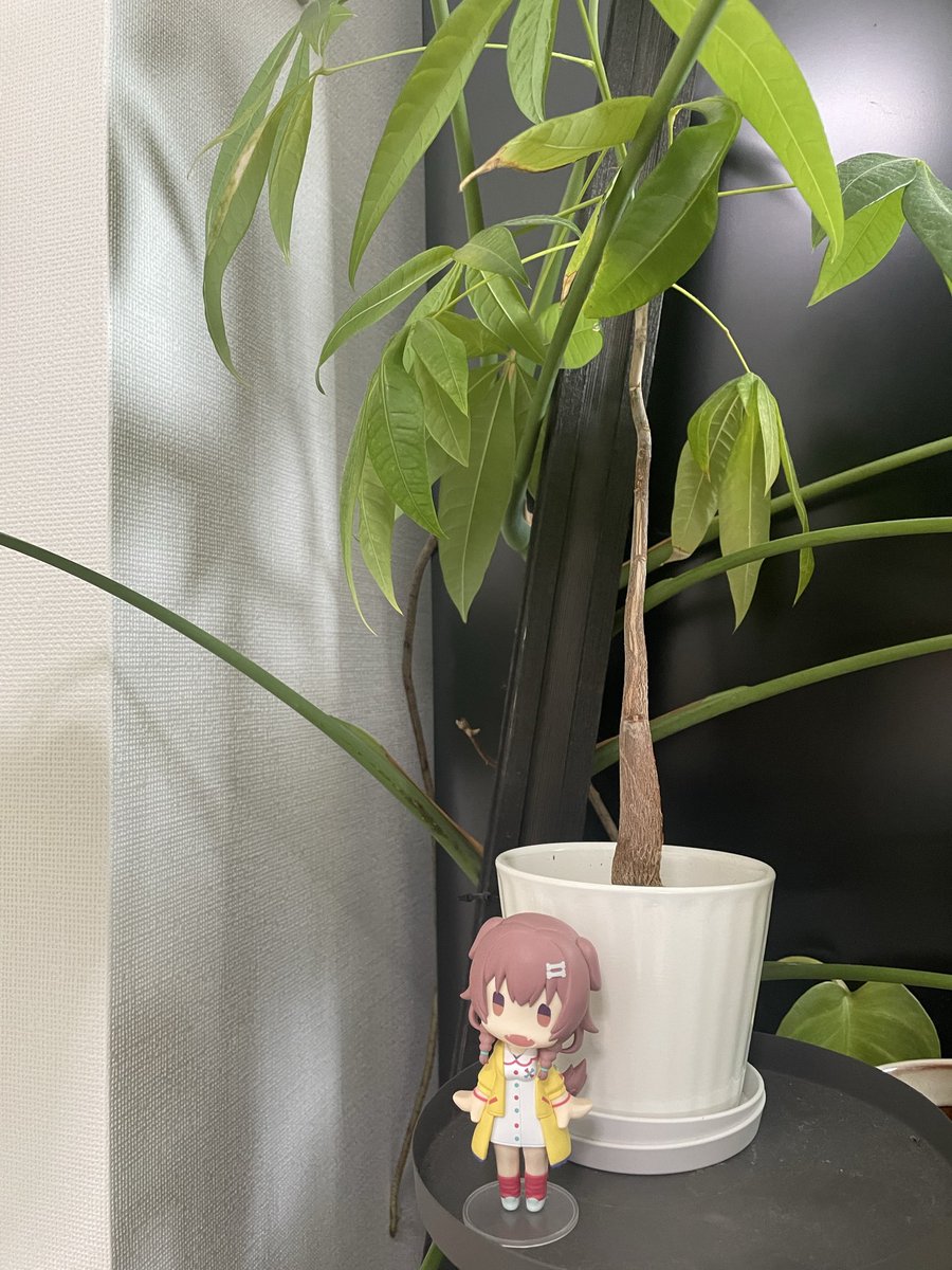 てんぱりんこ🐝🔔Vtuber tweet media