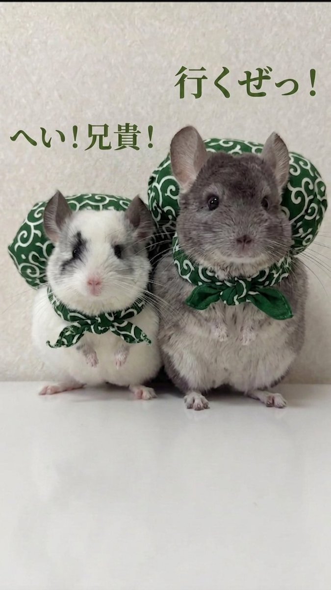 ♡♡ちーぷいんぱくと♡♡ tweet media