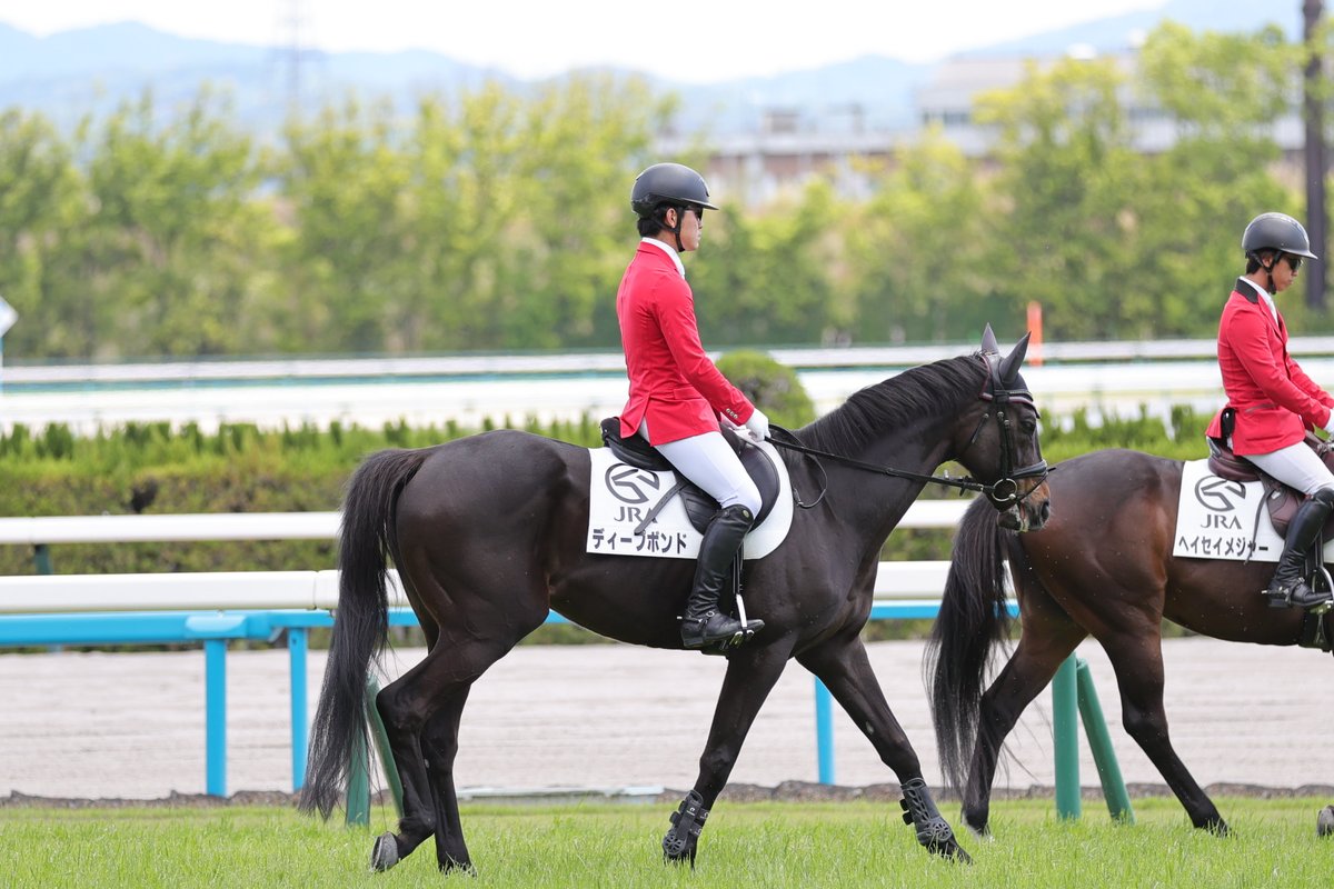 2026年5月9日 京都競馬場5R 3歳1勝クラス #ディープボンド #誘導馬